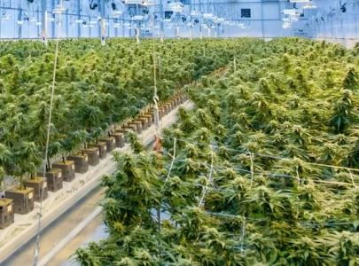 cannabis control body plans rs200m renovation