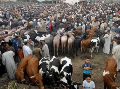 veterinary staff deputed at cattle markets