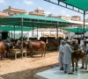 karachi embraces ijtimai qurbani