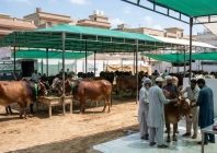 karachi embraces ijtimai qurbani karachi embraces ijtimai qurbani