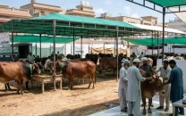 karachi embraces ijtimai qurbani