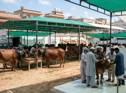 karachi embraces ijtimai qurbani