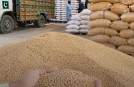 punjab sindh seek urgent wheat