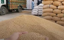 punjab sindh seek urgent wheat punjab sindh seek urgent wheat