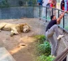 lahore zoo probes viral tiktoker s lion enclosure stunt lahore zoo probes viral tiktoker s lion enclosure stunt