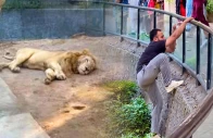 lahore zoo probes viral tiktoker s lion enclosure stunt lahore zoo probes viral tiktoker s lion enclosure stunt