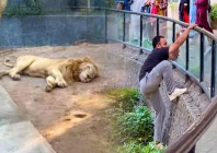 lahore zoo probes viral tiktoker s lion enclosure stunt lahore zoo probes viral tiktoker s lion enclosure stunt