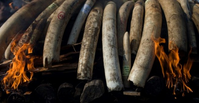 elephant tusks are set on fire photo afp elephant tusks are set on fire photo afp