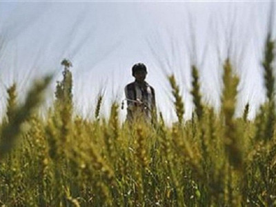 urea prices increased by rs130 per bag urea prices increased by rs130 per bag