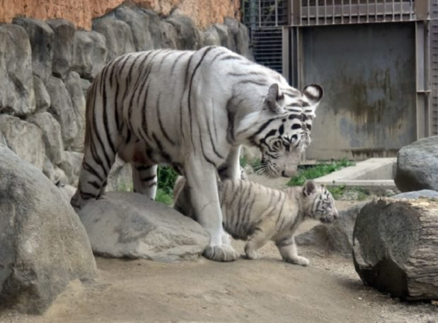 white tiger kills japanese zoo keeper in rare attack photo afp white tiger kills japanese zoo keeper in rare attack photo afp
