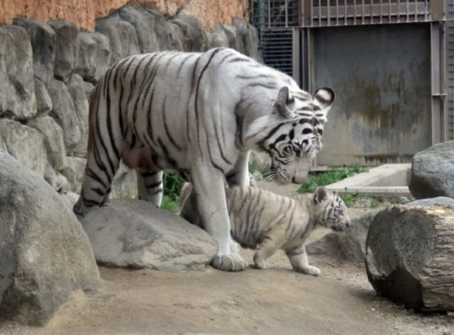 PHOTOS: Rare white tigers make zoo debut in Japan