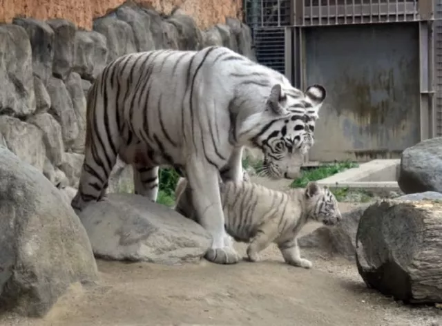 white tiger kills japanese zoo keeper in rare attack photo afp white tiger kills japanese zoo keeper in rare attack photo afp