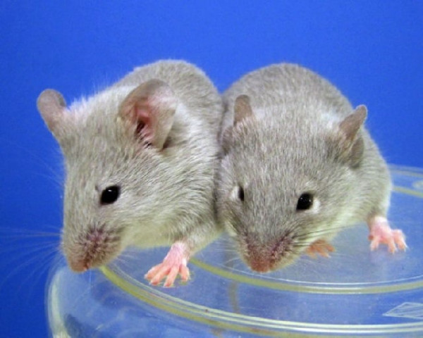 female pairs of mice produced viable babies whose offspring went on to have their own progeny photo afp