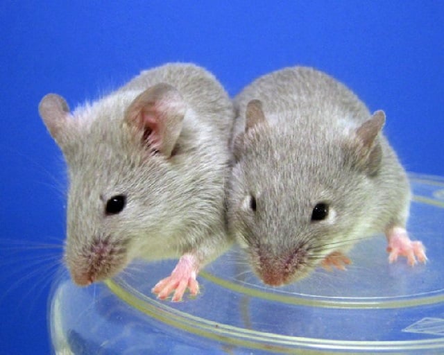 female pairs of mice produced viable babies whose offspring went on to have their own progeny photo afp