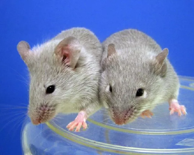 female pairs of mice produced viable babies whose offspring went on to have their own progeny photo afp female pairs of mice produced viable babies whose offspring went on to have their own progeny photo afp