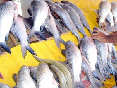 demand for fish rises as season begins in rahim yar khan