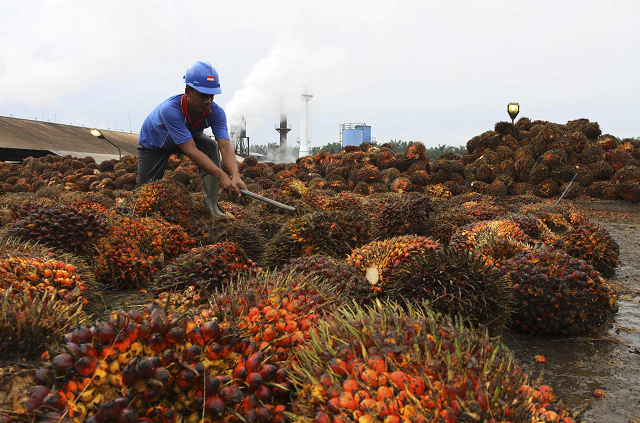 pakistan s palm oil imports rose 23 in the first half of 2017 18 photo reuters