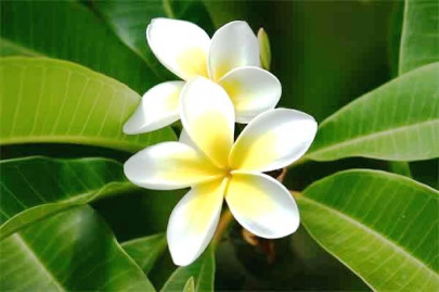 why my champa tree reminded me of the sect free mosque why my champa tree reminded me of the sect free mosque