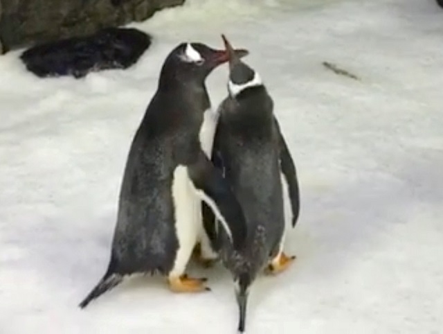 penguins sphen and magic interact with one another at sea life sydney aquarium in sydney australia in this still image taken from social media video published on october 11 2018 photo reuters