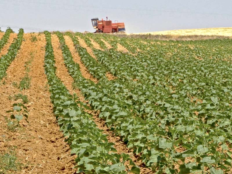 chinese companies may give buy back guarantees to farmers for the purchase of grains and food aimed at protecting them from losses officials said photo file