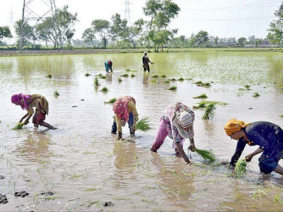 empowerment rural women backbone of agriculture empowerment rural women backbone of agriculture