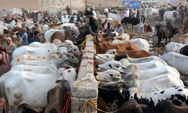the aim behind establishing livestock markets is to eliminate the role of brokers and facilitate the livestock keepers directly jaffar says photo express