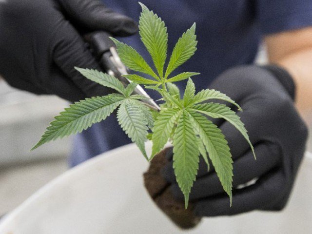 marijuana plant photo afp