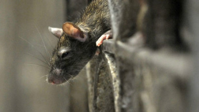 rodent infestation irks lawmakers in parliament lodges rodent infestation irks lawmakers in parliament lodges
