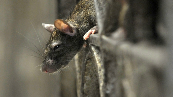 rodent infestation irks lawmakers in parliament lodges