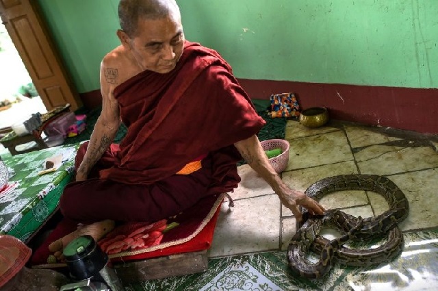 myanmar buddhist temple now a nirvana for snakes