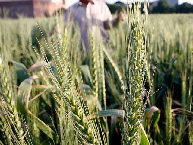 govt mulling over export of surplus wheat