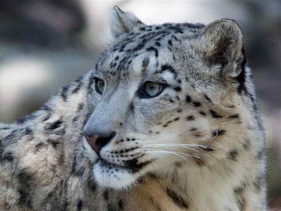 endangered animals body formed to curb trade on social media