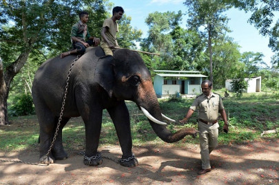 two elephants die in another sri lanka train collision two elephants die in another sri lanka train collision