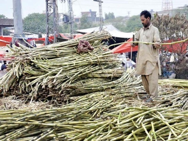 sugarcane growers complain of non payment despite court order photo file sugarcane growers complain of non payment despite court order photo file
