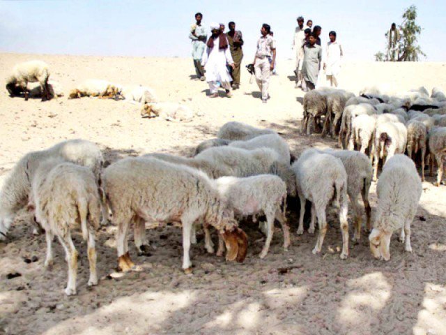 039 providing fodder to seven million livestock in tharparkar is a very difficult and expensive task 039 photo file