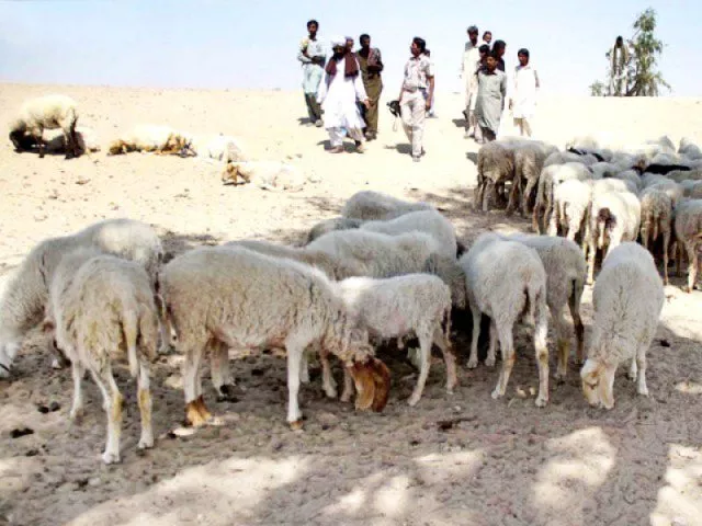 039 providing fodder to seven million livestock in tharparkar is a very difficult and expensive task 039 photo file 039 providing fodder to seven million livestock in tharparkar is a very difficult and expensive task 039 photo file