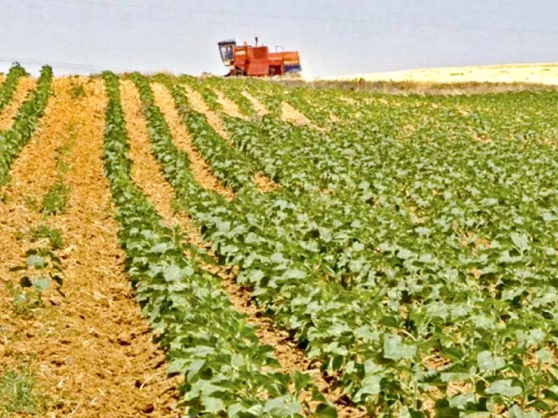 sap president said pakistan is on the path of becoming self sufficient in producing seeds for various crops citing examples of maize rice and vegetables photo file sap president said pakistan is on the path of becoming self sufficient in producing seeds for various crops citing examples of maize rice and vegetables photo file