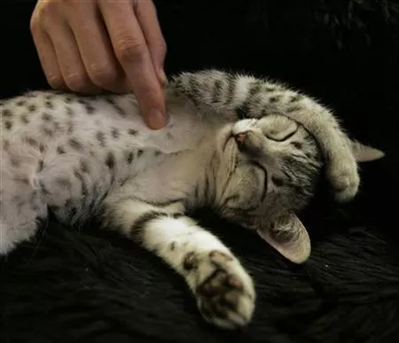 a cat enjoying a scratch photo reuters a cat enjoying a scratch photo reuters