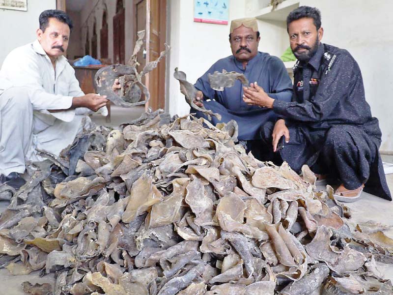 wildlife department officials conducted a raid at a shop in karachi and seized 150 kilogrammes of dried body parts and meat of freshwater turtles as well as 200kg of pangolin scales photo online