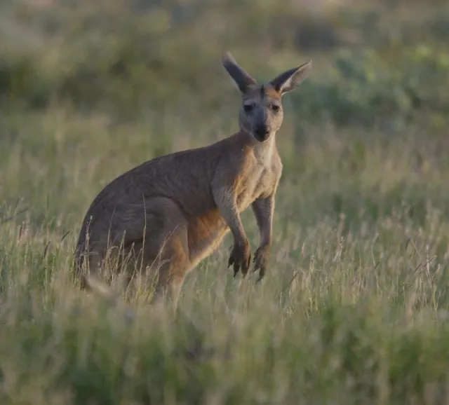 the marsupial had jumped into the water for a swim pictured here is a kangaroo on a grassland photo afp the marsupial had jumped into the water for a swim pictured here is a kangaroo on a grassland photo afp