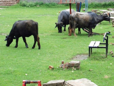 agreement signed to produce silage for livestock farmers agreement signed to produce silage for livestock farmers