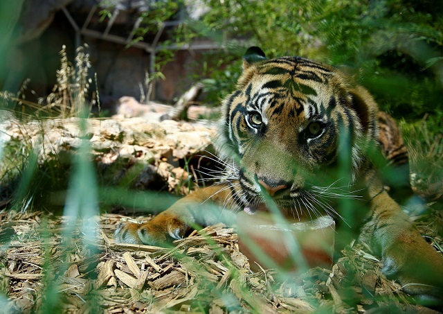 a sumatran tiger licks a frozen blood lollipop on a hot summer day at the bioparco zoo in rome italy june 27 2017 photo reuters