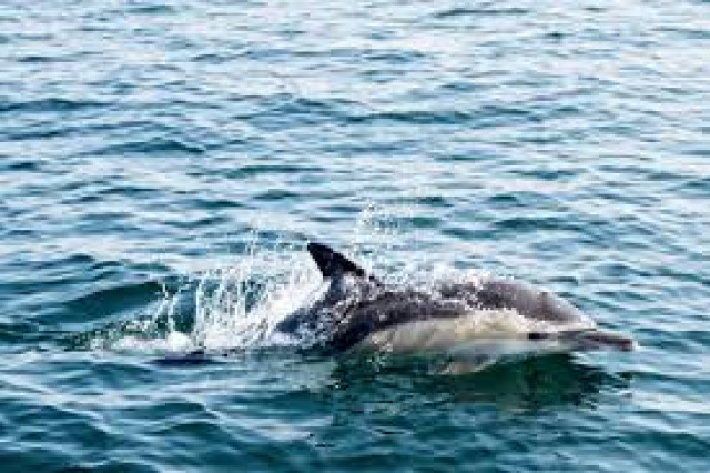 oceans cover more than two thirds of the planet 039 s surface and play a vital role in sustaining life on earth photo afp
