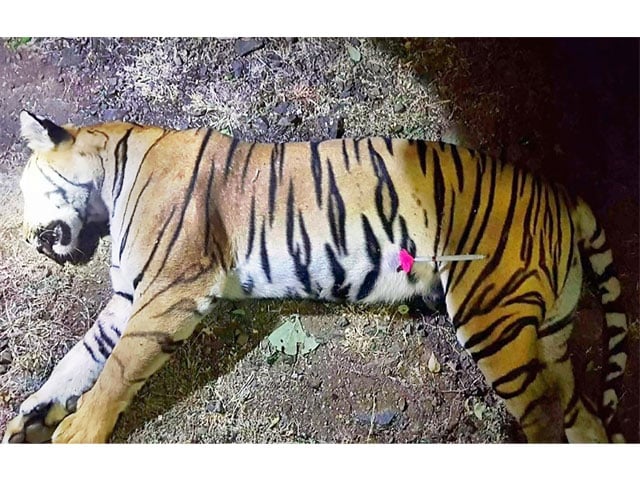 Photo of ‘Man-eater’ tiger that killed nine shot dead in India
