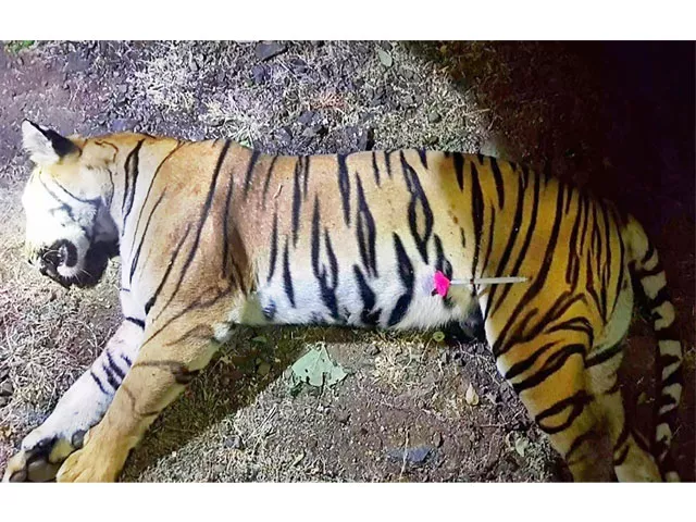 this handout photo released by the maharashtra forest department on november 3 2018 shows the dead body of the tiger known to hunters as t1 after being shot in the forests of india 039 s maharashtra state near yavatmal photo afp this handout photo released by the maharashtra forest department on november 3 2018 shows the dead body of the tiger known to hunters as t1 after being shot in the forests of india 039 s maharashtra state near yavatmal photo afp