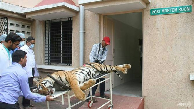 the tiger known popularly as avni was shot dead in maharashtra photo afp the tiger known popularly as avni was shot dead in maharashtra photo afp