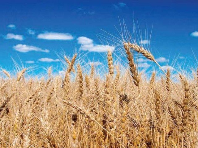 wheat production may drop by half warns sca
