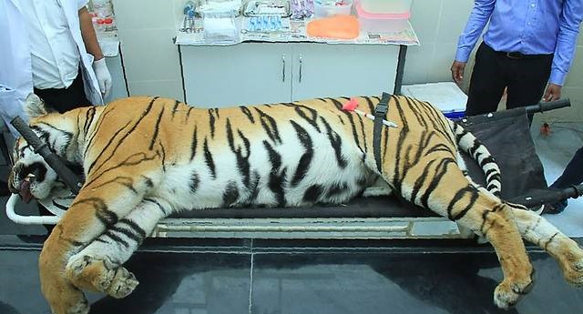 this picture taken on nov 3 2018 shows gorewada rescue centre personnel stand near the body of the man eating tigress at a post mortem room photo afp file