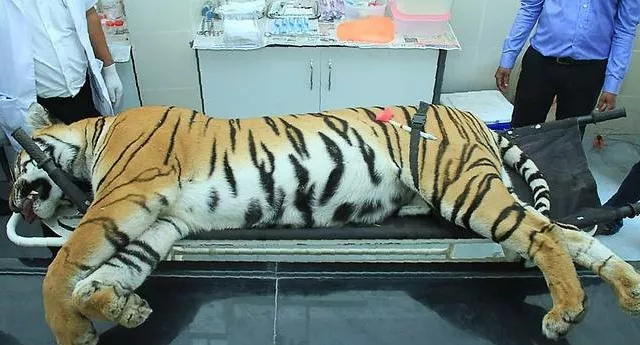 this picture taken on nov 3 2018 shows gorewada rescue centre personnel stand near the body of the man eating tigress at a post mortem room photo afp file this picture taken on nov 3 2018 shows gorewada rescue centre personnel stand near the body of the man eating tigress at a post mortem room photo afp file