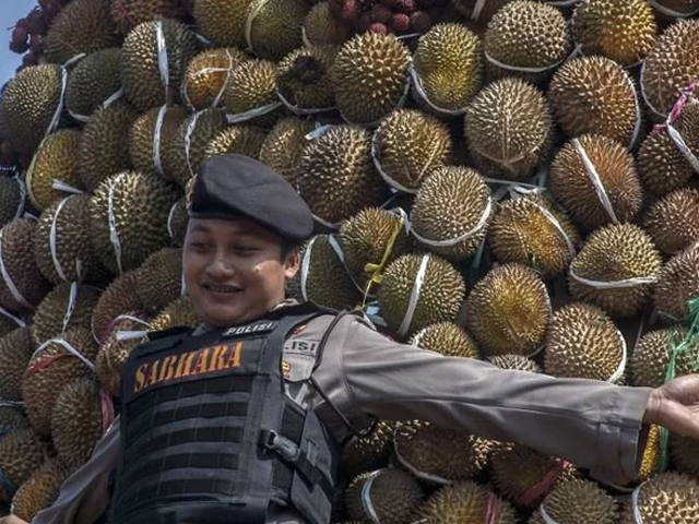 while some consider durian the king of fruits detractors consider its odor to be closer to sewage stale vomit or damp socks photo afp